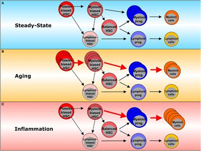 Inflamm-Aging of Hematopoiesis, Hematopoietic Stem Cells, and the Bone Marrow Microenvironment